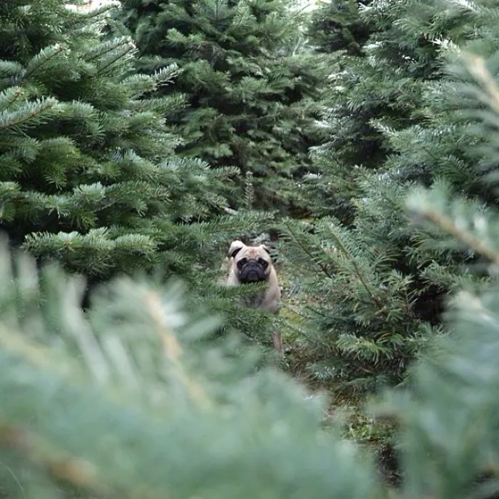 Owner Takes His Pug On Epic Adventures (147 Pics)