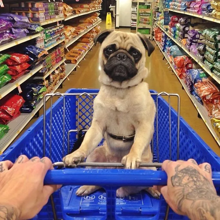 Owner Takes His Pug On Epic Adventures (147 Pics)
