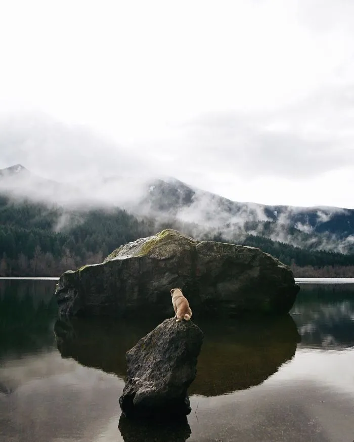 Owner Takes His Pug On Epic Adventures (147 Pics)