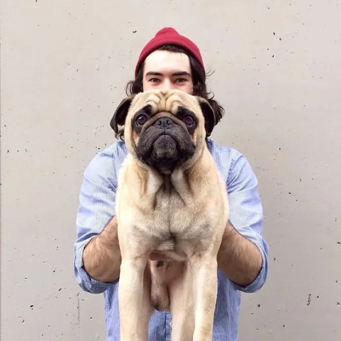 Owner Takes His Pug On Epic Adventures (147 Pics)