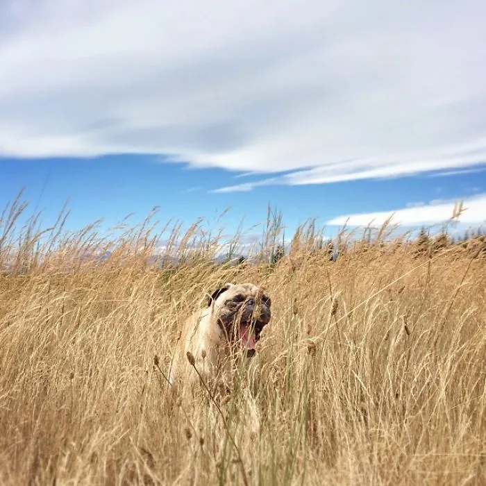 Owner Takes His Pug On Epic Adventures (147 Pics)