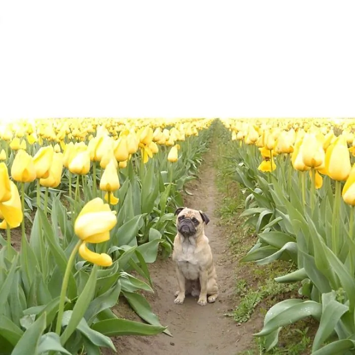 Owner Takes His Pug On Epic Adventures (147 Pics)