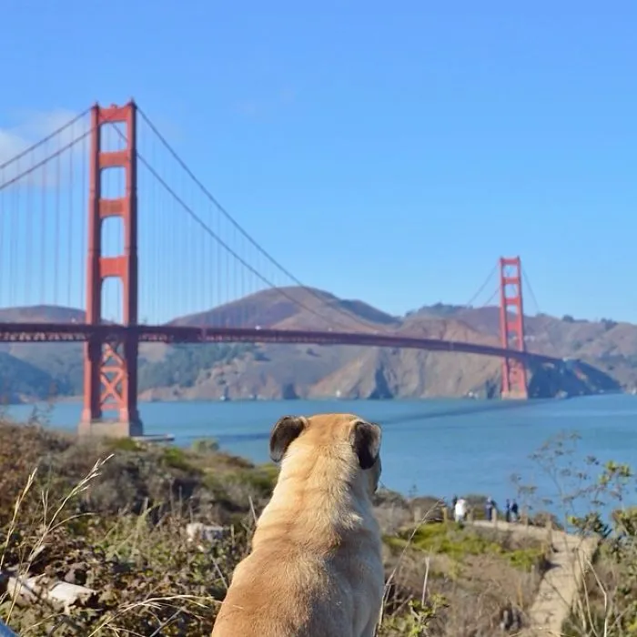 Owner Takes His Pug On Epic Adventures (147 Pics)
