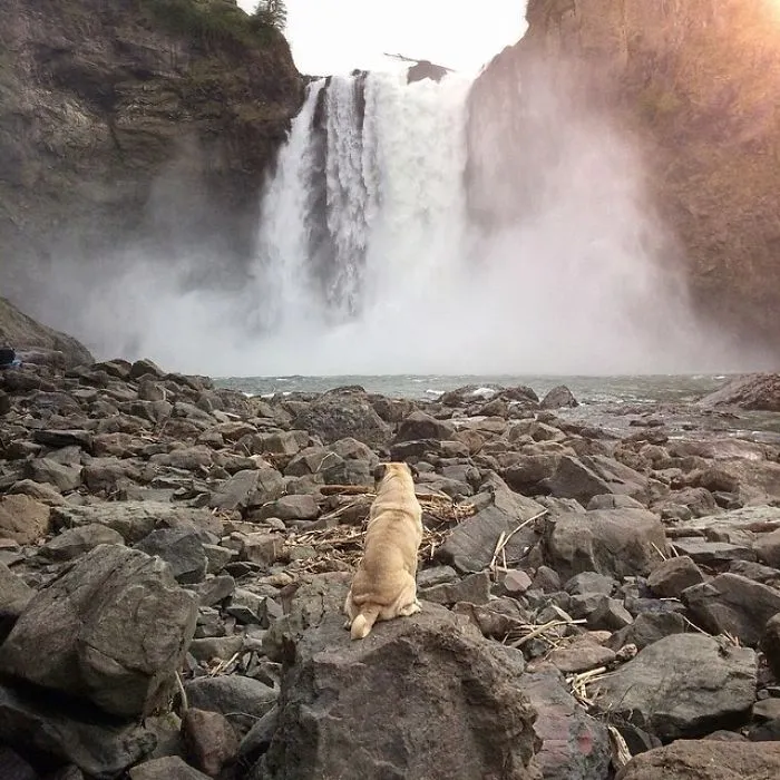 Owner Takes His Pug On Epic Adventures (147 Pics)