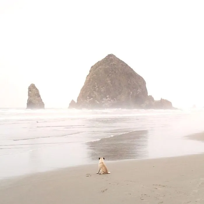 Owner Takes His Pug On Epic Adventures (147 Pics)