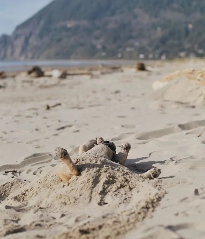 Owner Takes His Pug On Epic Adventures (147 Pics)