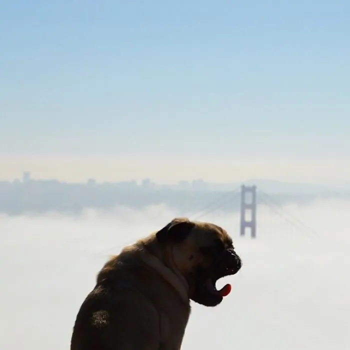 Owner Takes His Pug On Epic Adventures (147 Pics)