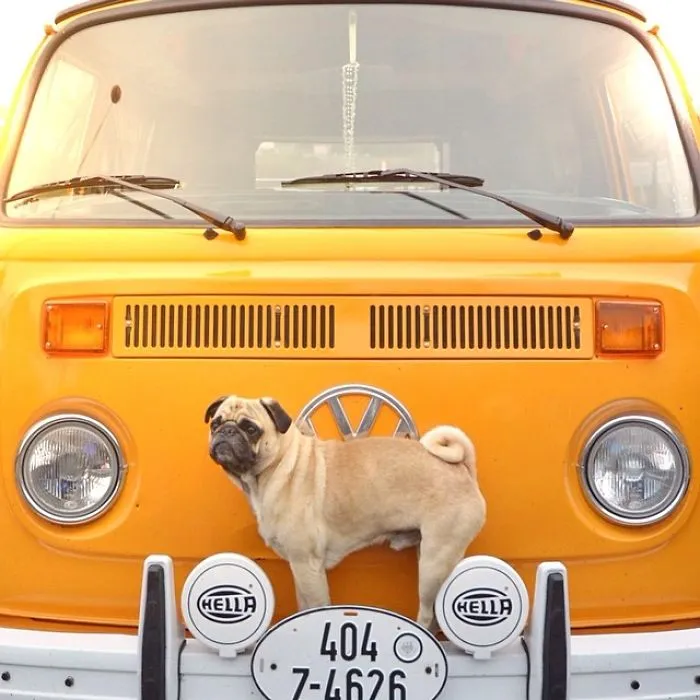 Owner Takes His Pug On Epic Adventures (147 Pics)