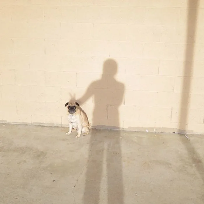 Owner Takes His Pug On Epic Adventures (147 Pics)