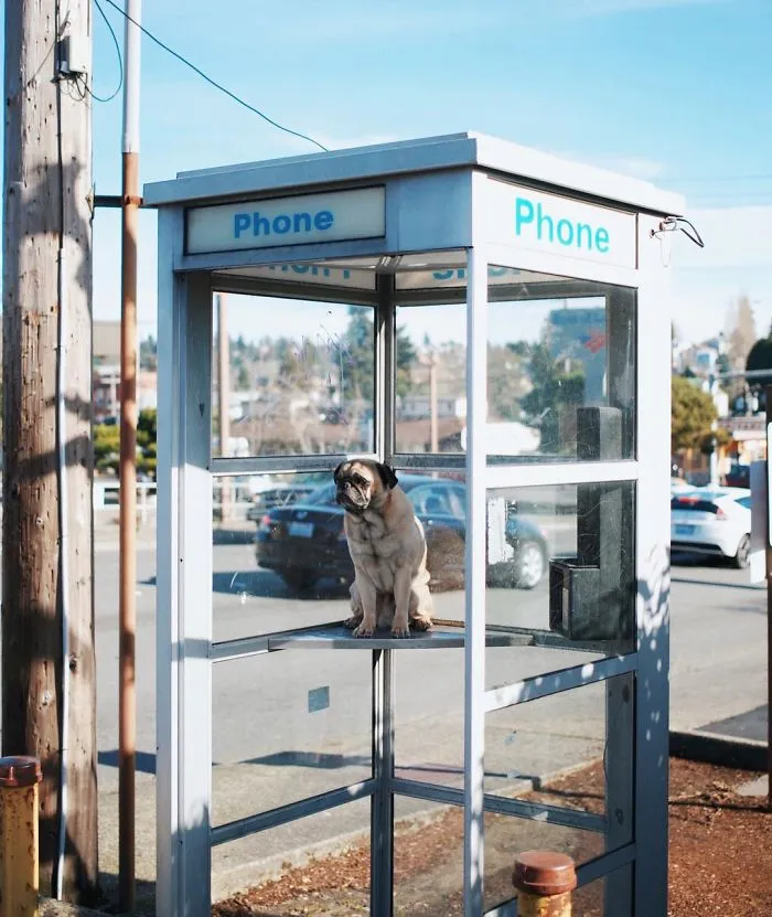 Owner Takes His Pug On Epic Adventures (147 Pics)