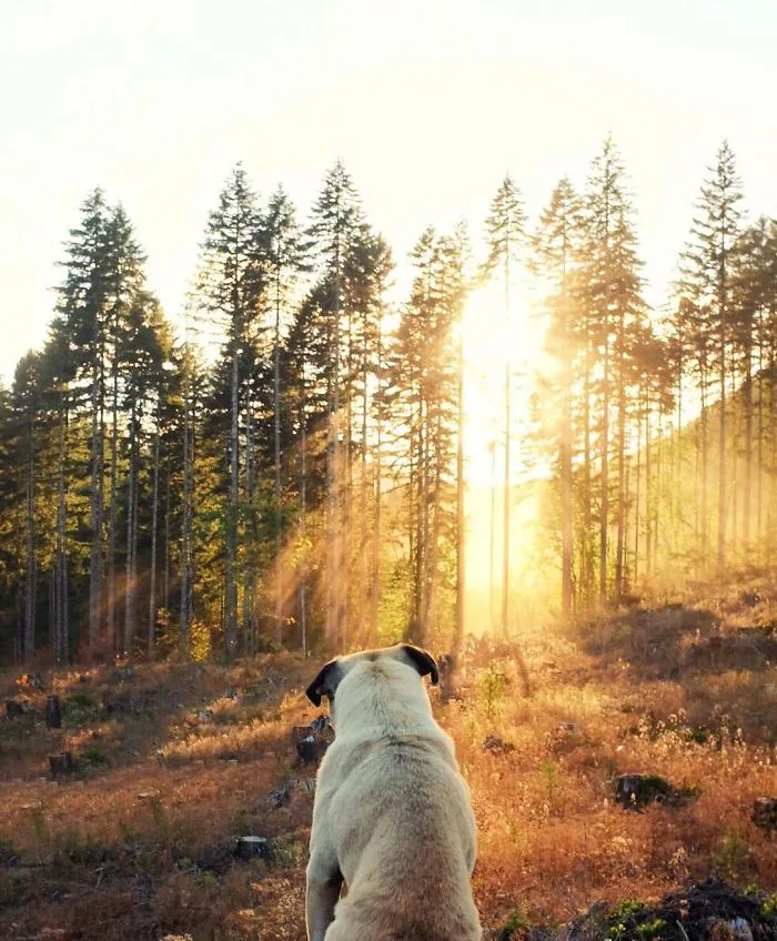 Owner Takes His Pug On Epic Adventures (147 Pics)