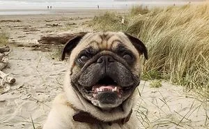 Owner Takes His Pug On Epic Adventures (147 Pics)