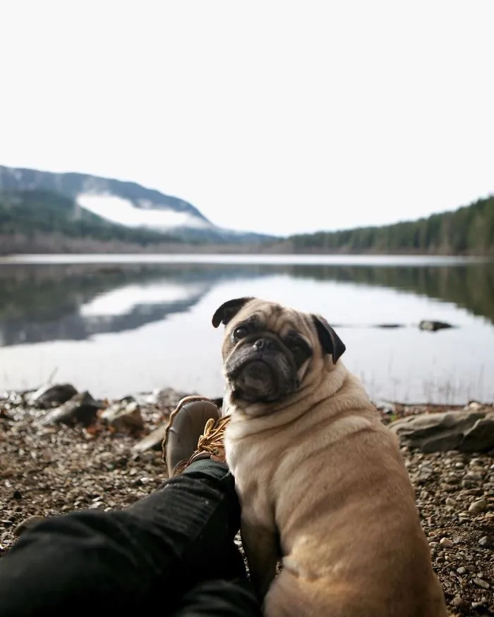 Owner Takes His Pug On Epic Adventures (147 Pics)