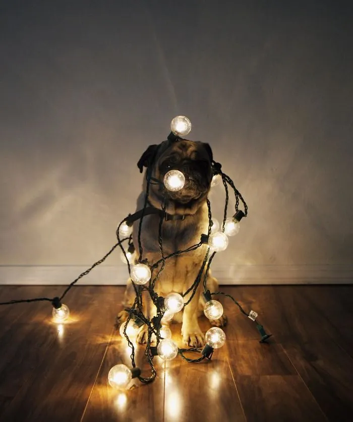 Owner Takes His Pug On Epic Adventures (147 Pics)