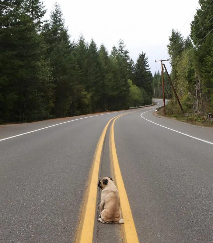 Owner Takes His Pug On Epic Adventures (147 Pics)