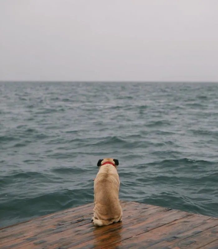 Owner Takes His Pug On Epic Adventures (147 Pics)
