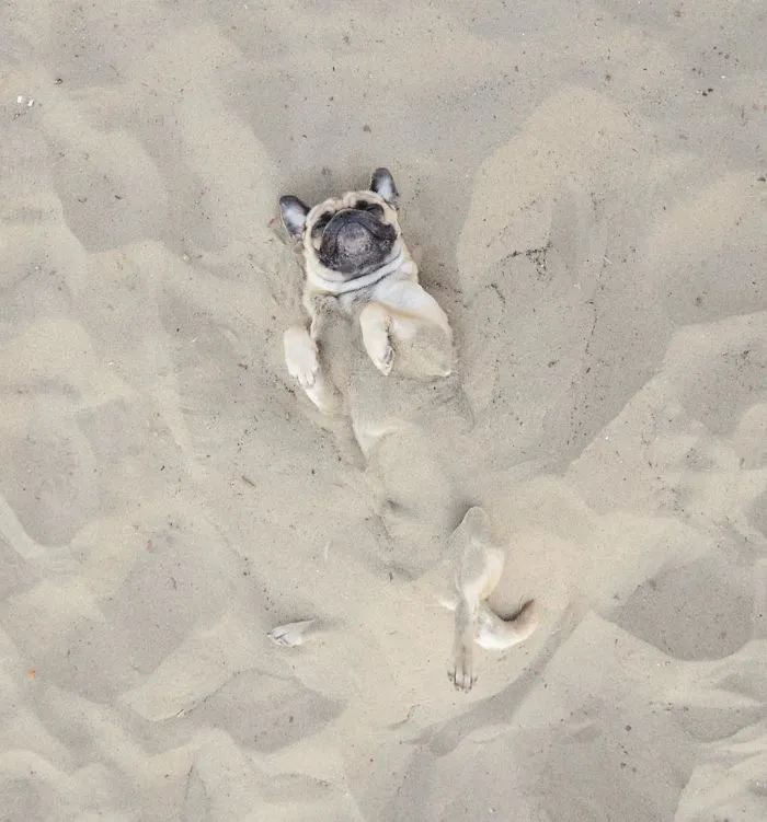 Owner Takes His Pug On Epic Adventures (147 Pics)