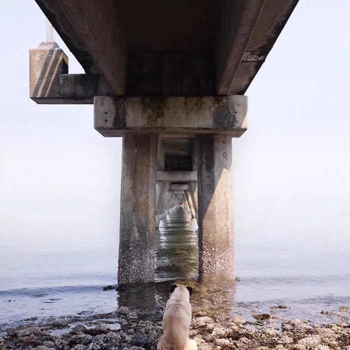 Owner Takes His Pug On Epic Adventures (147 Pics)