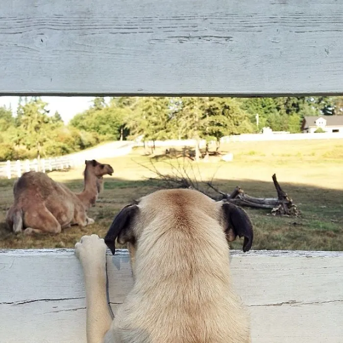 Owner Takes His Pug On Epic Adventures (147 Pics)