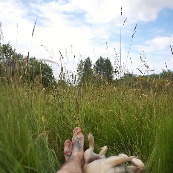 Owner Takes His Pug On Epic Adventures (147 Pics)