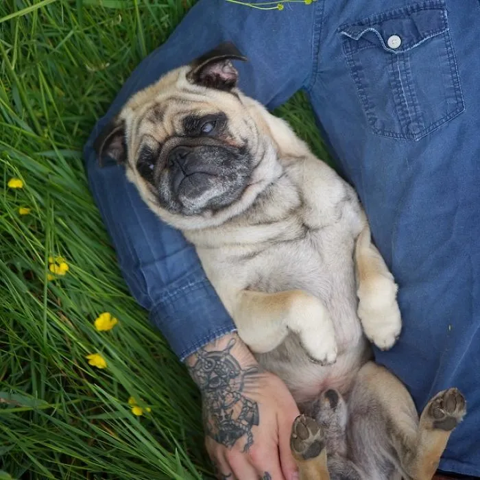 Owner Takes His Pug On Epic Adventures (147 Pics)