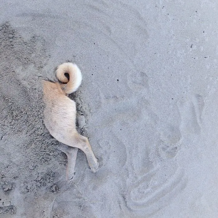 Owner Takes His Pug On Epic Adventures (147 Pics)