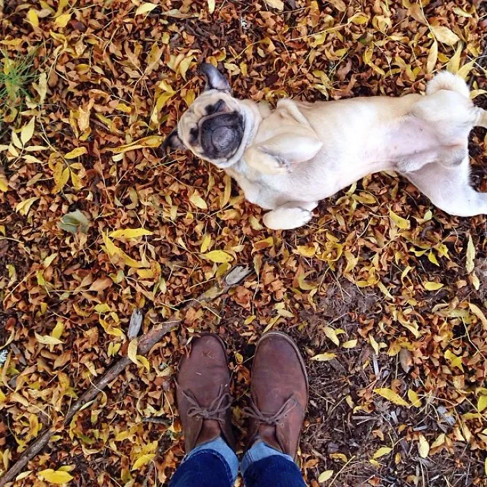 Owner Takes His Pug On Epic Adventures (147 Pics)