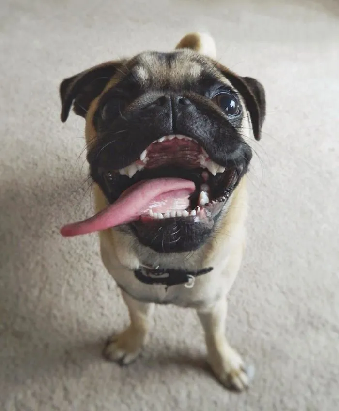 Owner Takes His Pug On Epic Adventures (147 Pics)