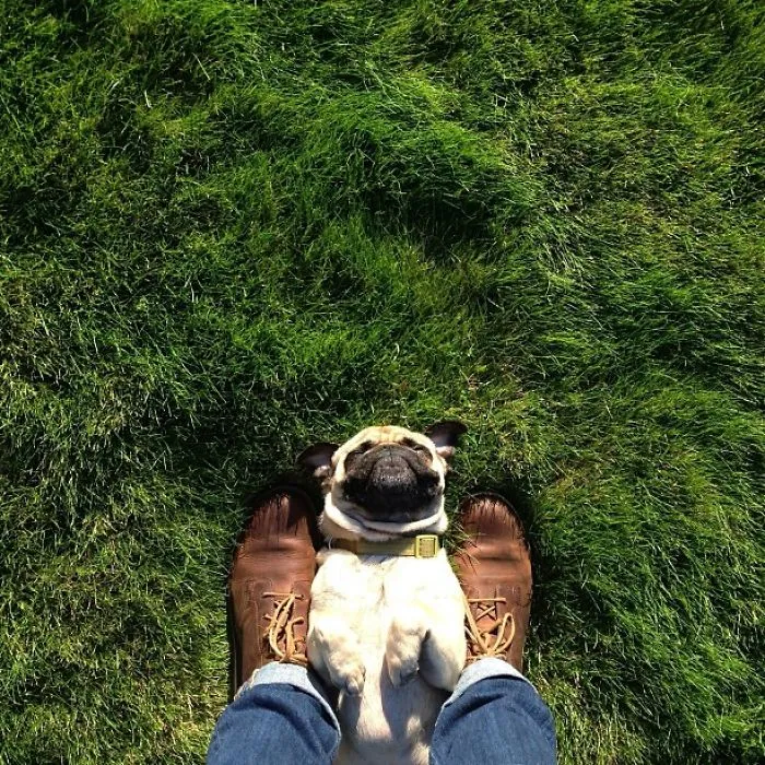 Owner Takes His Pug On Epic Adventures (147 Pics)