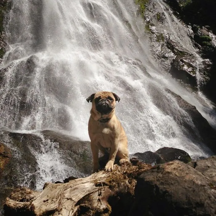 Owner Takes His Pug On Epic Adventures (147 Pics)