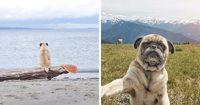 Owner Takes His Pug On Epic Adventures (147 Pics)