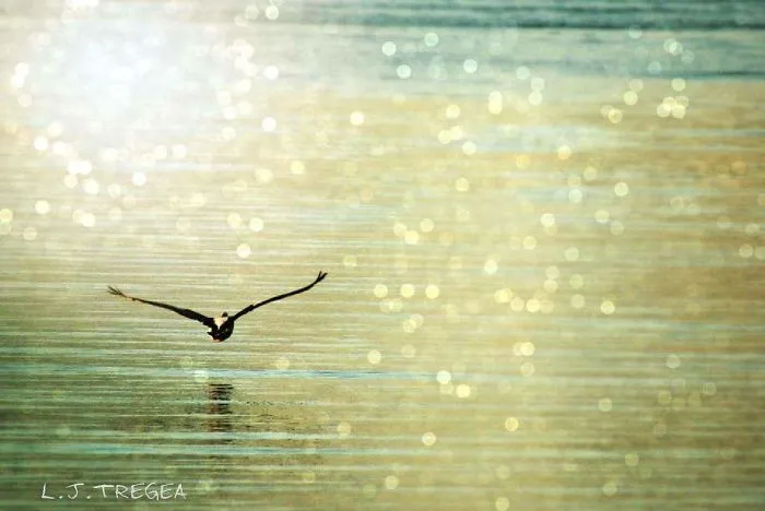 Take Flight