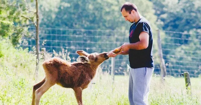 Guy Rescues A Baby Moose, And Now It Visits Him Every Day