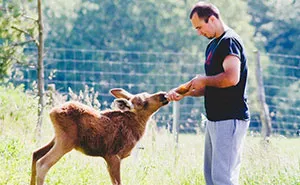 Guy Rescues A Baby Moose, And Now It Visits Him Every Day