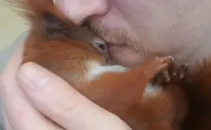 Squirrel Abandoned By His Mom Finds The Best Dad Ever