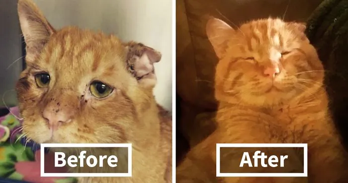 Couple Adopts 'Saddest Cat' In The World Nobody Wanted, Here's How Kitty Transformed In One Hour