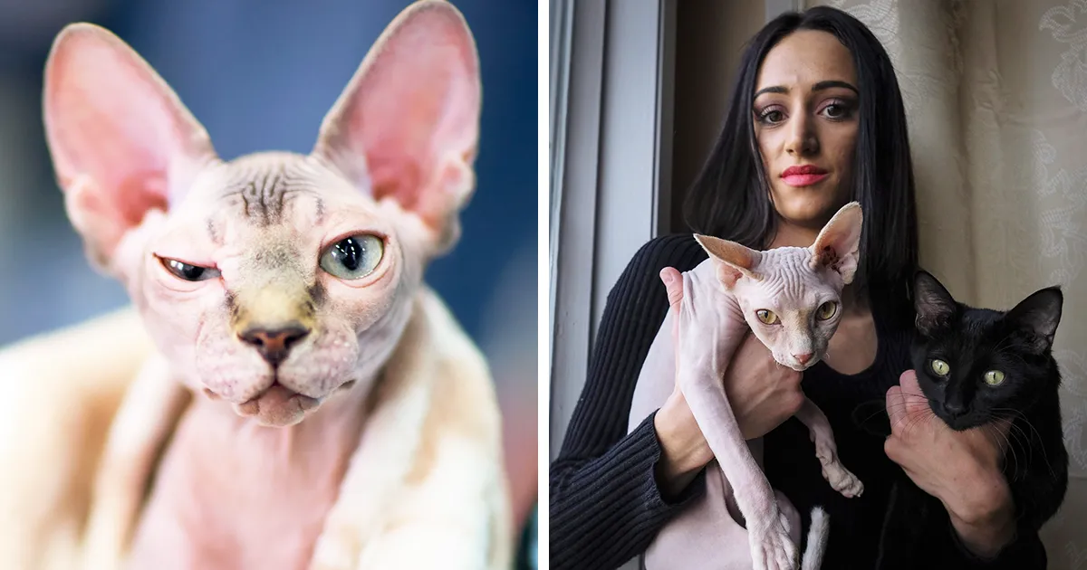 Esta mujer quedó asombrada tras ver que su gato esfinge de 700$ era en realidad un gato normal depilado