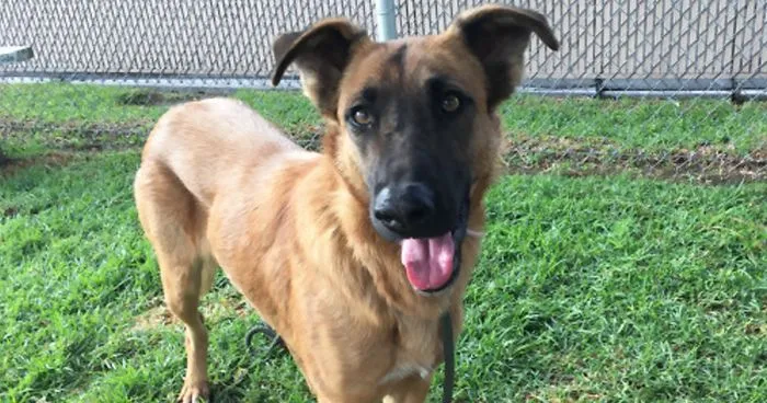Abandoned Dog Excited To Meet Her Family In A Shelter, But They're There To Adopt Another Dog Instead