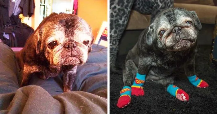 All This Pug Needed Was A Pair Of Socks, And His Life Totally Changed