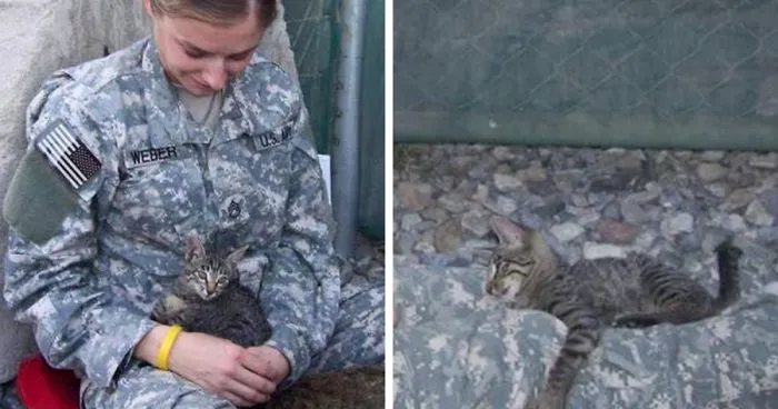 This Soldier Refused To Leave Sick Kitten Behind In Afghanistan