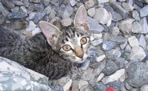 This Soldier Refused To Leave Sick Kitten Behind In Afghanistan