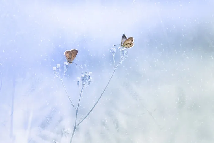 The Colourful Macro World Of Tiny Creatures That I Capture In Indonesia