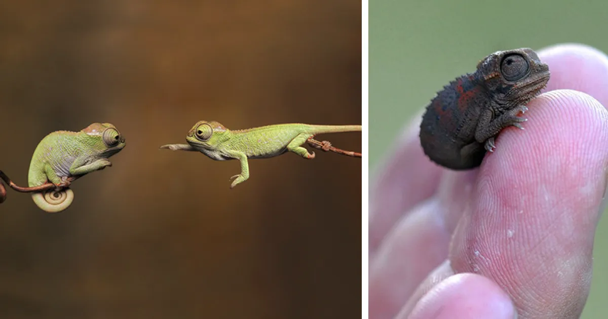 15 Crías de camaleón que te harán adorar los reptiles