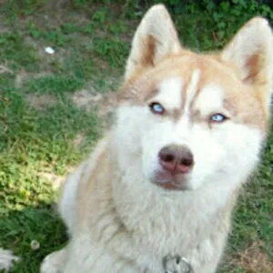 Banner The Super Dog