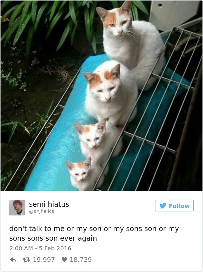 103 Of The Best Cat Tweets Of 2016
