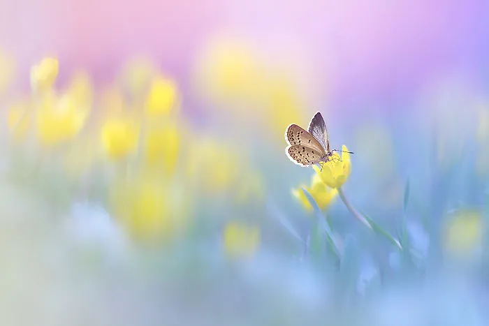 The Colourful Macro World Of Tiny Creatures That I Capture In Indonesia