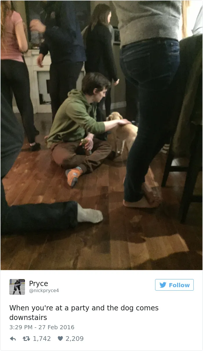 126 Of The Best Dog Tweets Of 2016