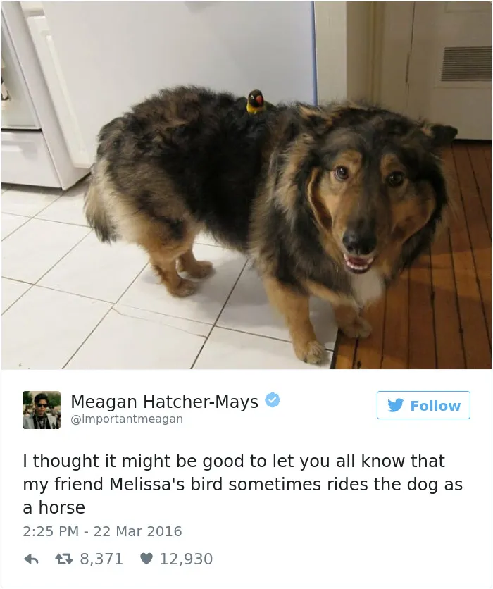 126 Of The Best Dog Tweets Of 2016