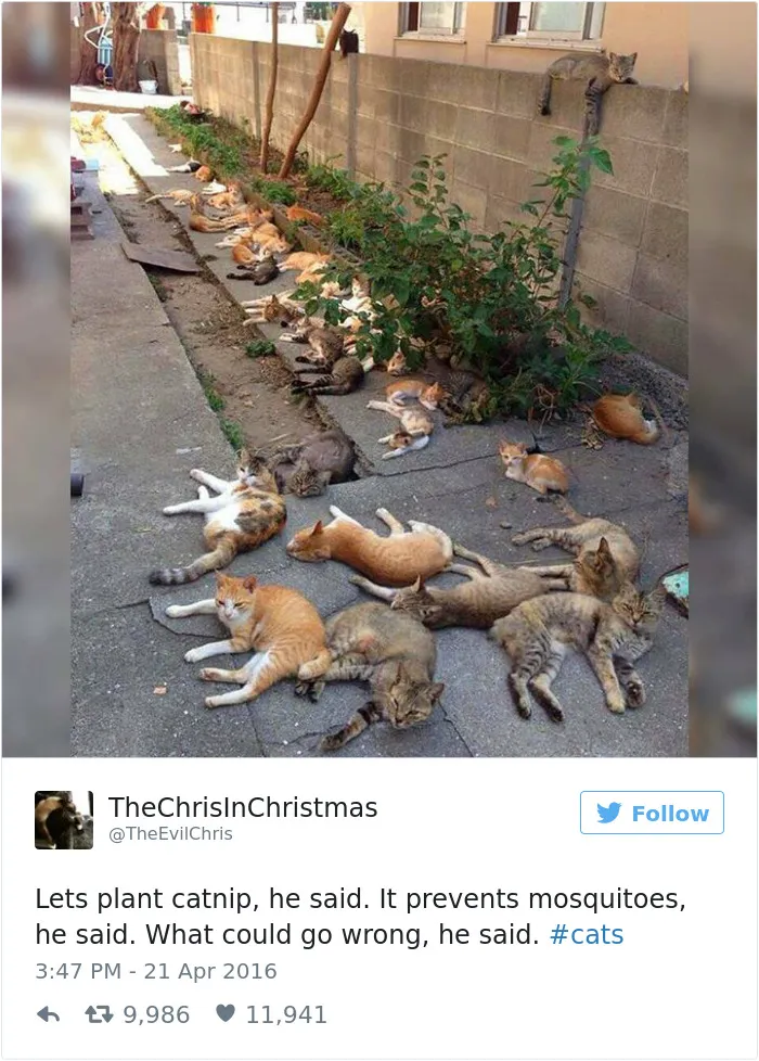 103 Of The Best Cat Tweets Of 2016