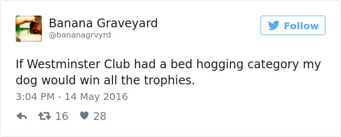 126 Of The Best Dog Tweets Of 2016
